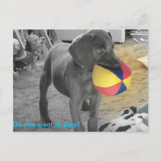 Postal El jugar azul del perrito de Weimaraner
