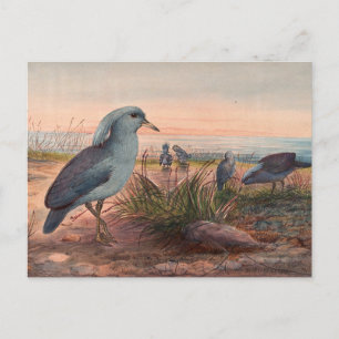 Postal El Kagu de Joseph Wolf