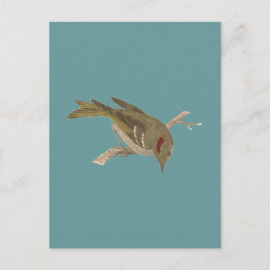 Postal El Kinglet (Regulus calendula) coronado por Ruby
