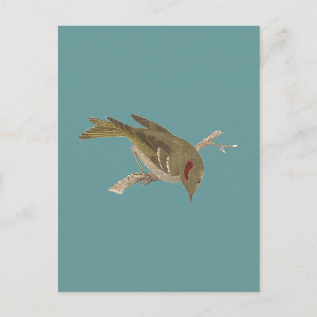 Postal El Kinglet (Regulus calendula) coronado por Ruby (Anverso)