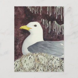 Postal El Kittiwake de piernas negras
