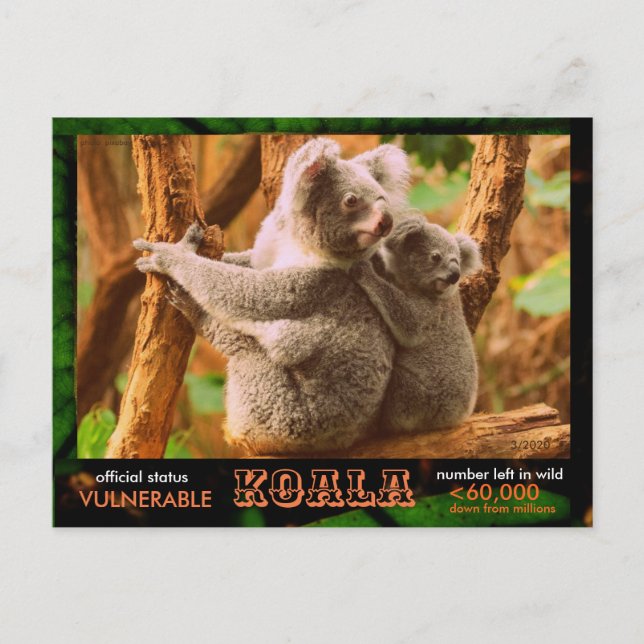 Postal EL KOALA (Oso) está en peligro, léase esto: (Anverso)