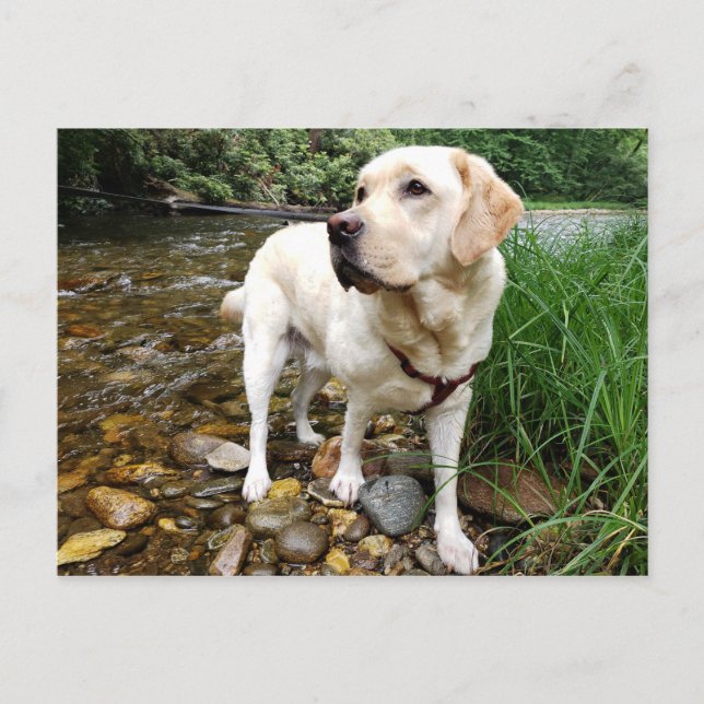 Postal El Labrador Amarillo Recuperador Pose Estatuamente (Anverso)