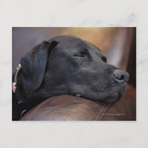 Postal El labrador negro durmiendo en el sofá, de cerca