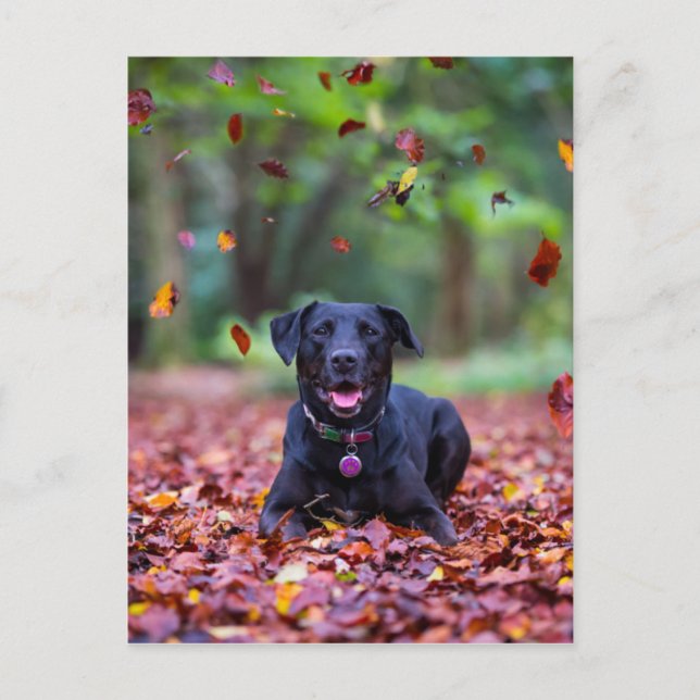 Postal El Labrador Negro En Hojas Caídas (Anverso)