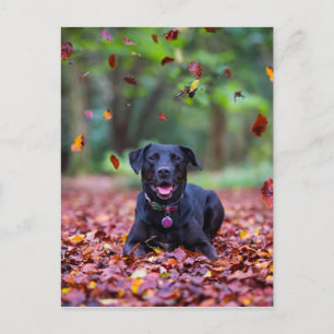 Postal El Labrador Negro En Hojas Caídas