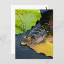 El lagarto americano - Fotografía de vida salvaje