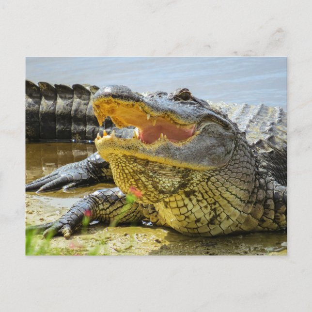 Postal El lagarto. Cara a cara (Anverso)