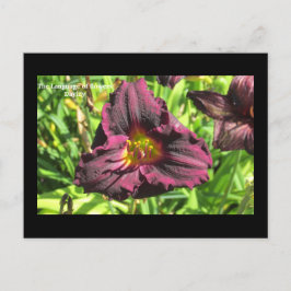 Postal El lenguaje de las flores Dark Day lily postcard