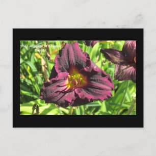 Postal El lenguaje de las flores Dark Day lily postcard