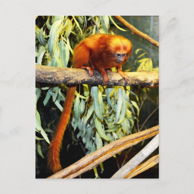 Postal El León Dorado Tamarin Whats Up, Postcard (Anverso)