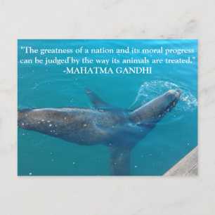 Postal El león marino nadando en el puerto, cita de Ghand