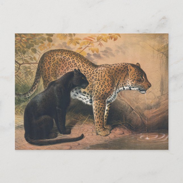 Postal El leopardo de Joseph Wolf (Anverso)