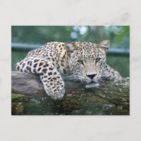 El Leopardo De La Vida Salvaje Que Se Encuentra En