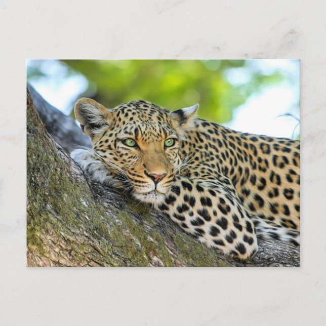 Postal El leopardo descansando en un árbol (Anverso)