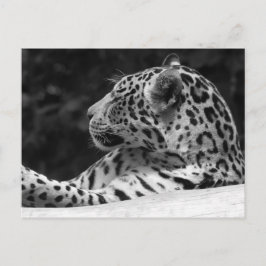 Postal "El leopardo el despertar "
