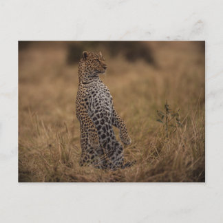 Postal El Leopardo En El Salvaje
