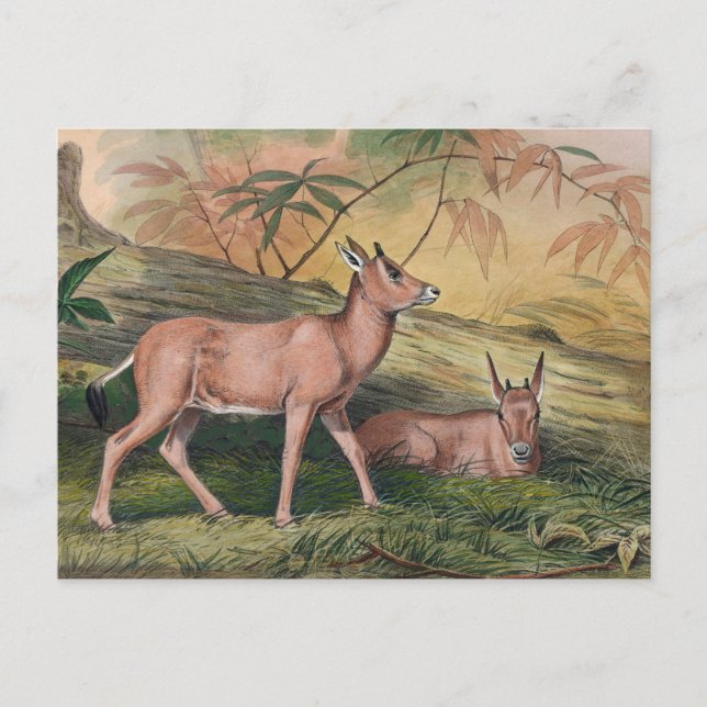 Postal El Leucoryx de Joseph Wolf (Anverso)