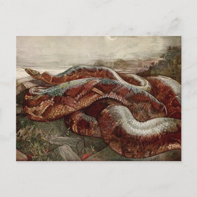 Postal El libro de la jungla: Kaa, el Python (Anverso)