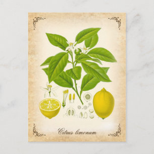Postal El limón - ilustracion vintage