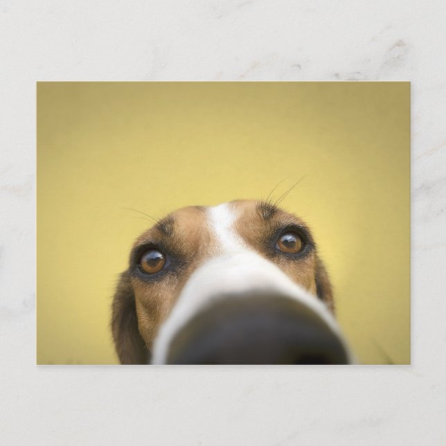 Postal el limpiador de lentes (Anverso)