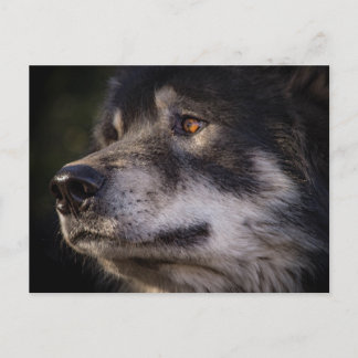 Postal El lobo