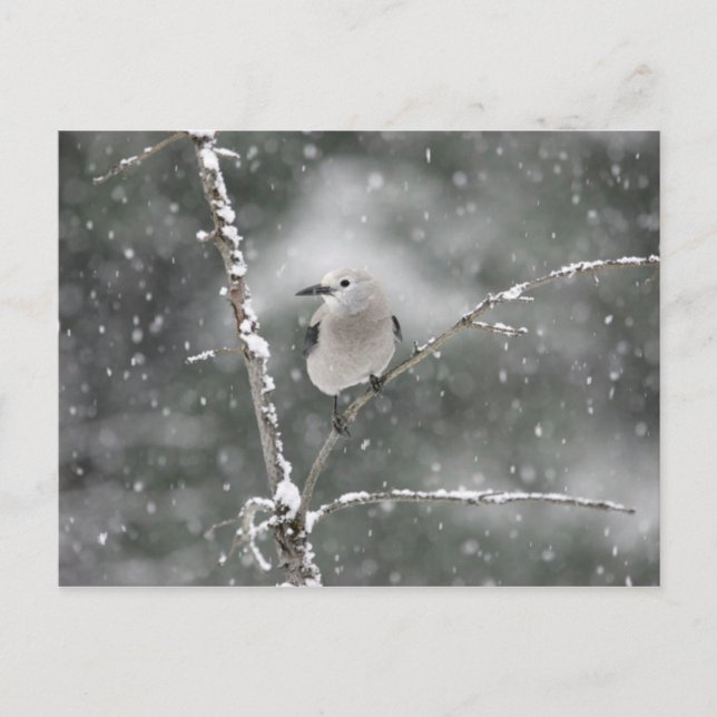 Postal El loco de Clark (Anverso)