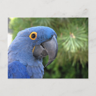 Postal El loro azul de Helaine