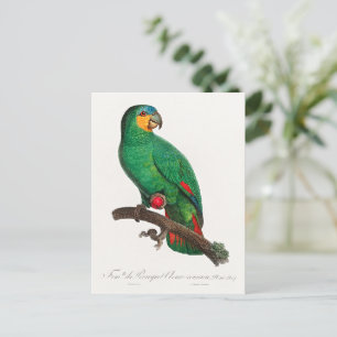 Postal El loro de alas anaranjadas