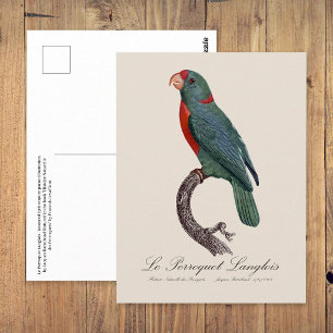 Postal El loro Langlois de Jacques Barraband
