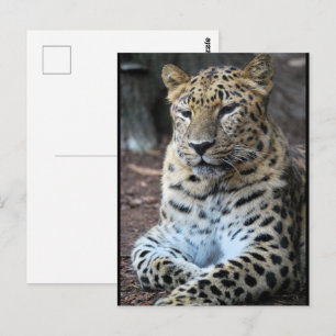 Postal El Magnífico Leopardo