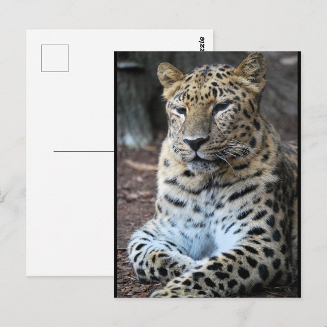Postal El Magnífico Leopardo (Anverso / Reverso)
