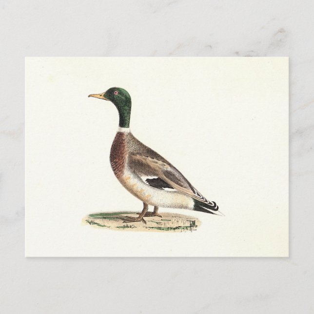 Postal El mallard o el pato salvaje (Anas platyrhynchos) (Anverso)