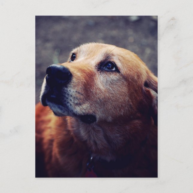 Postal El mejor amigo del hombre (Anverso)