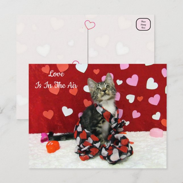 Postal El mejor gato vestido de San Valentín de Bandit (Anverso / Reverso)
