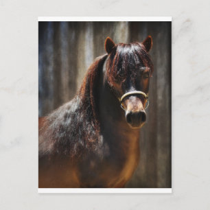 Postal El Mini Stallion