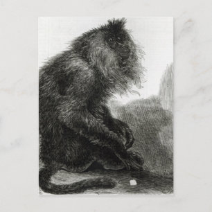 Postal El mono de Waderoo indio