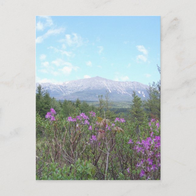 Postal El Monte Katahdin y las flores silvestres (Anverso)