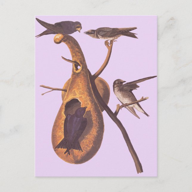 Postal El morado Martin de Audubon (Anverso)