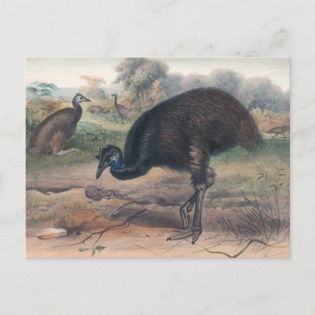 Postal El moro de Joseph Wolf (Anverso)