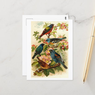 Postal El mundo de las aves norteamericanas, Gustav Mü t