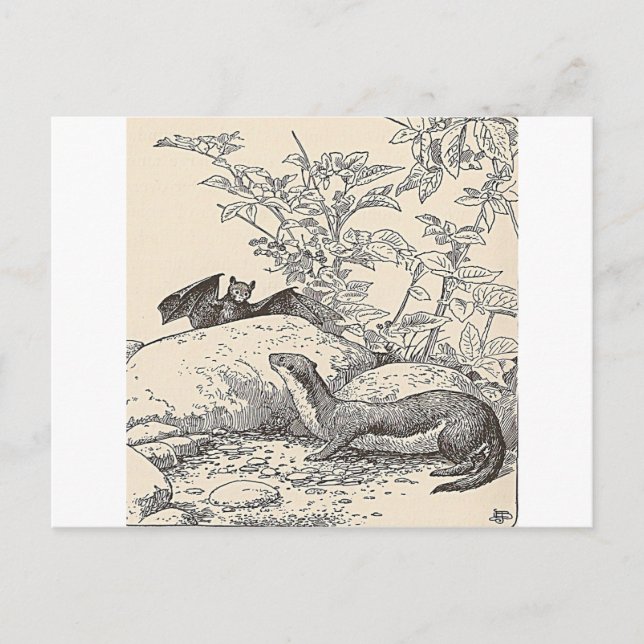 Postal El murciélago y el mink (Anverso)