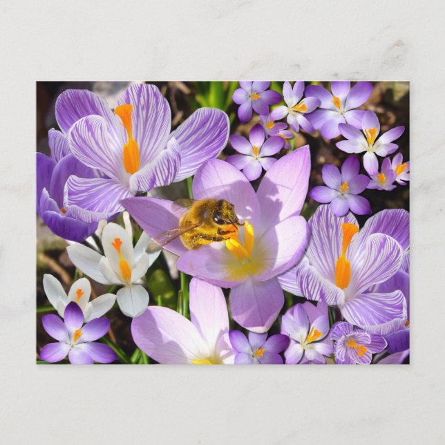 Postal El néctar de las abejas de las flores de Crocus (Anverso)