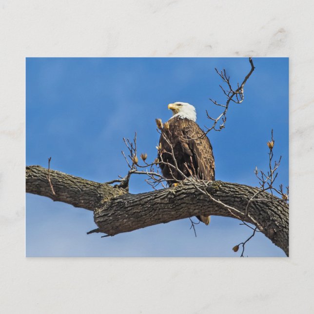 Postal El noble águila calva (Anverso)