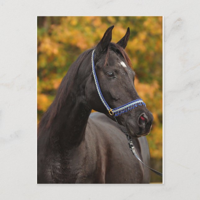 Postal El noble arabio (Anverso)