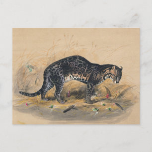 Postal El ocelot pintado por Joseph Wolf