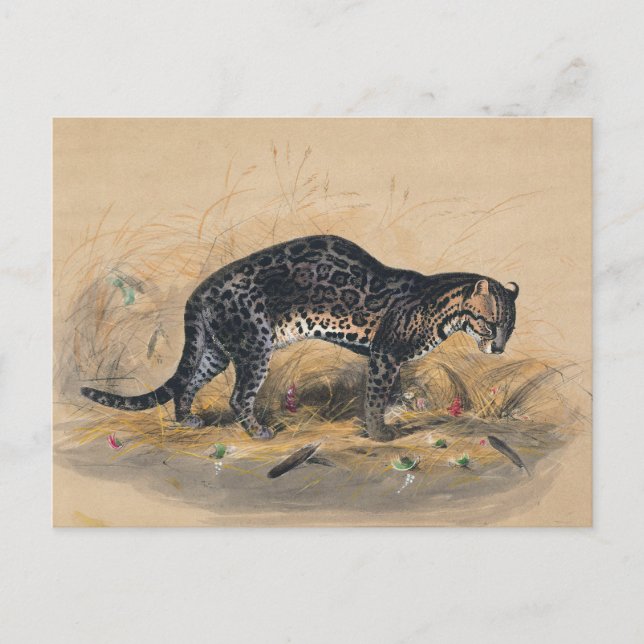 Postal El ocelot pintado por Joseph Wolf (Anverso)