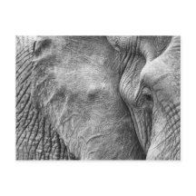 El ojo de un elefante