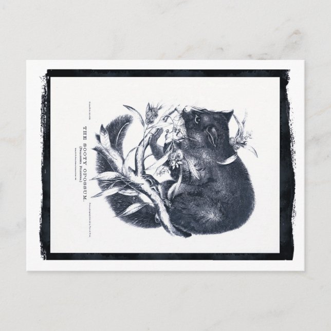 Postal El Opossum soososo (Anverso)