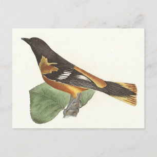 Postal El Oriole de Oro o Baltimore (Icterus galbula)